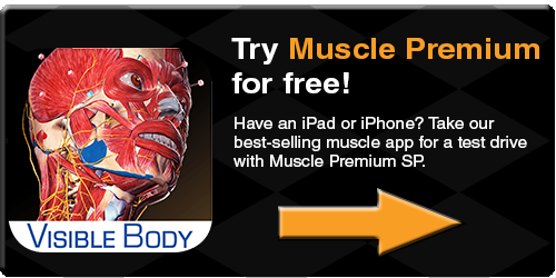 Muscle Premium SP muscles bones anatomy