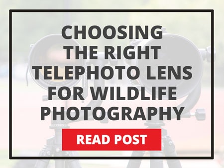 Choosing the right telephoto lens for wildlife photography
