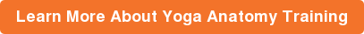 Learn More About Yoga Anatomy Training
