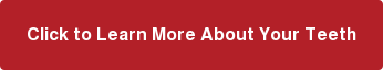 Click to Learn More About Your Teeth
