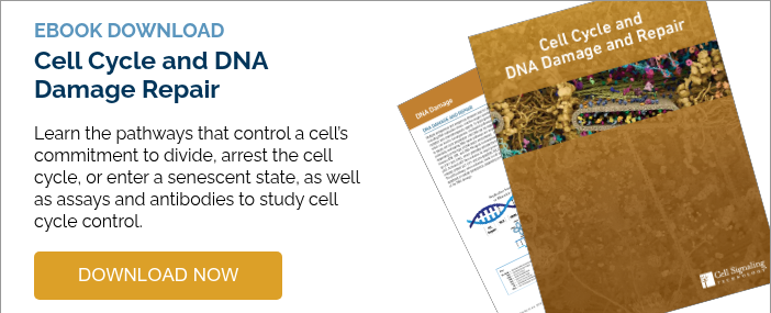 EBOOK DOWNLOAD Cell Cycle and DNA Damage Repair   Learn the pathways that control a cell’s commitment to divide, arrest the cell cycle, or enter a senescent state, as well as assays and antibodies to study cell cycle control.  