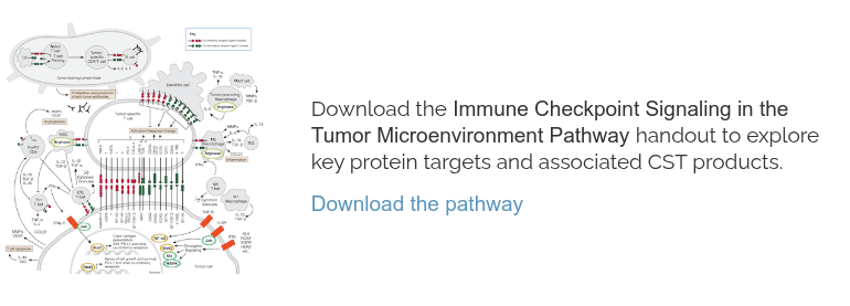 Immune Checkpoint Signaling in the TME pathway_CTA thumbnail