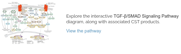 TGF-beta Signaling Pathway Diagram