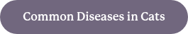 Common Diseases in Cats