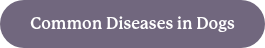 Common Diseases in Dogs