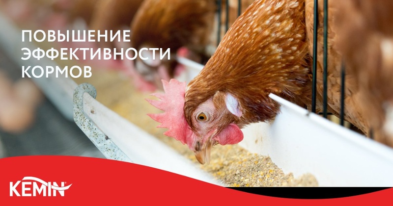 Узнайте больше о повышении эффективности кормления - скачайте нашу брошюру!