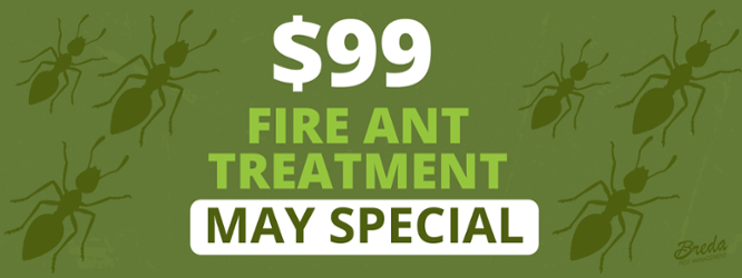 $99 Fire Ant Special