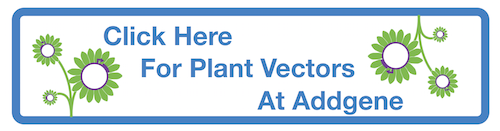 Plant Vectors At Addgene