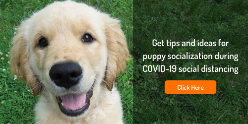 puppy-socialization-while-social-distancing