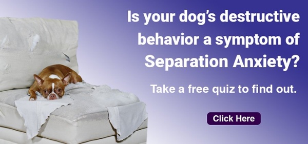 destructive behavior can be a sign of canine separation anxiety