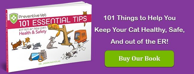 101 Essential Cat Health and Safety Tips