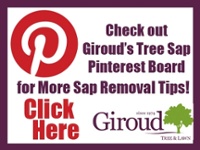 Giroud Tree Sap Pinterest Page