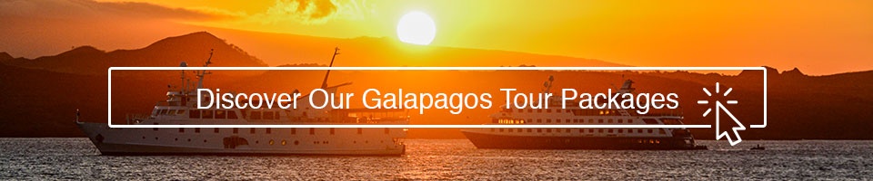 Discover Our Galapagos Tour Packages!