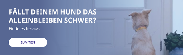 Fällt deinem Hund das Alleinbleiben schwer?