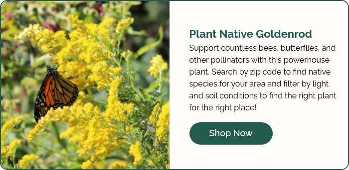 Grayleaf Goldenrod_Solidago nemoralis