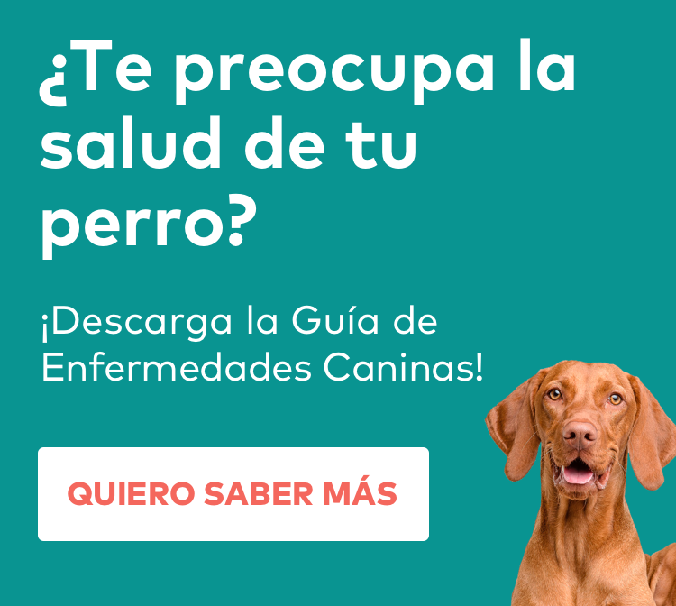 como quitar garrapatas de perros como quitar garrapatas de perros
