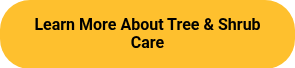 Learn More About Tree & Shrub Care