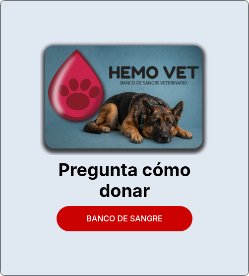 banco de sangre para mascotas