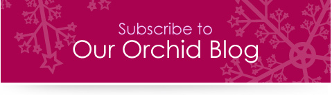 Subscribe via Email to Our Orchid Blog
