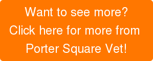 Want to see more? Click here for more from  Porter Square Vet!