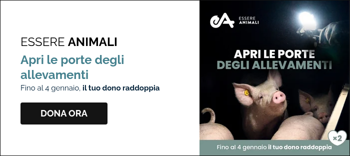ESSERE ANIMALI Apri le porte degli allevamenti Fino al 4 gennaio, il tuo dono raddoppia  