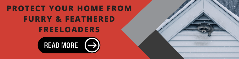 Protect Your Home from Furry & Feathered Freeloaders