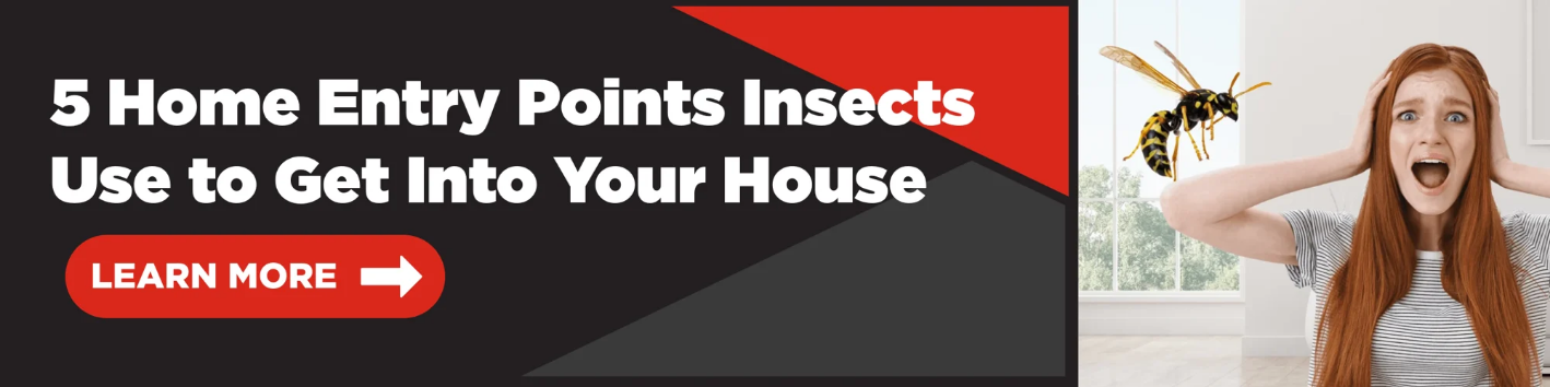 5 Home Entry Points Insects Use to Get Into Your House
