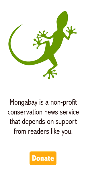 Magic Gecko Donate