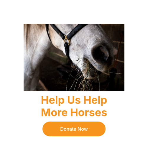 close-up-of-white-cob-horse-eating-hay-2022-03-04-02-24-00-utc-1
