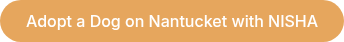 Adopt a Dog on Nantucket with NISHA