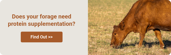Does your forage need protein supplementation?  