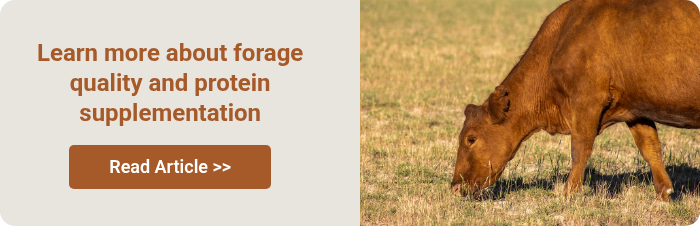 Learn more about forage quality and protein supplementation  