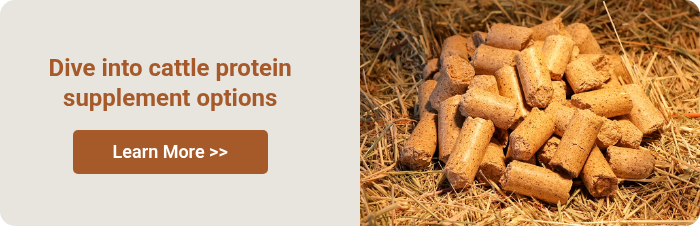 Dive into cattle protein supplement options  