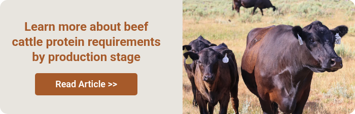 Learn more about beef cattle protein requirements by production stage  