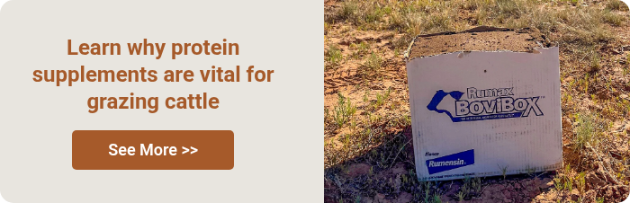 Learn why protein supplements are vital for grazing cattle  
