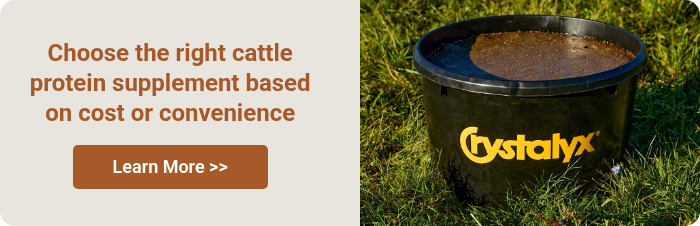 Choose the right cattle protein supplement based on cost or convenience  