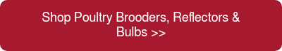 Shop Poultry Brooders, Reflectors &amp; Bulbs&nbsp;>>