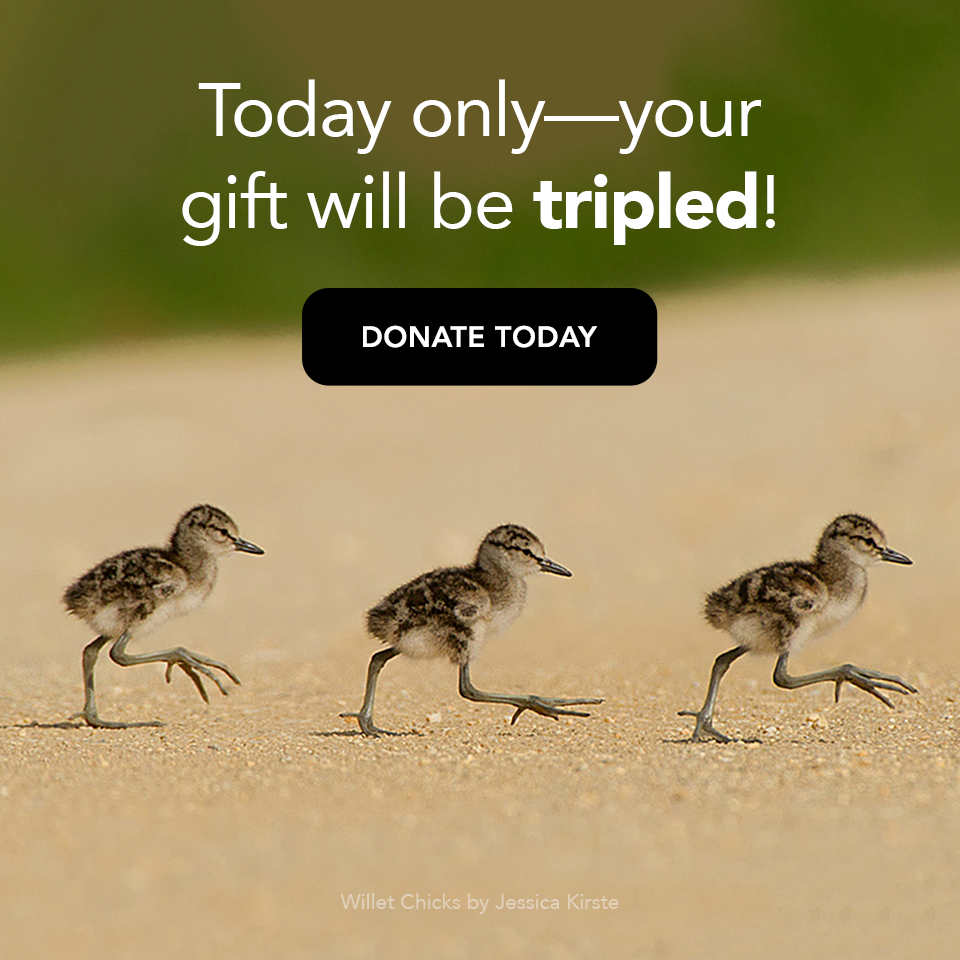 Your gift will be matched! Donate Now