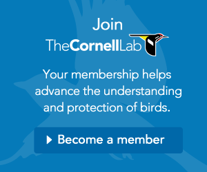 Join the Cornell Lab